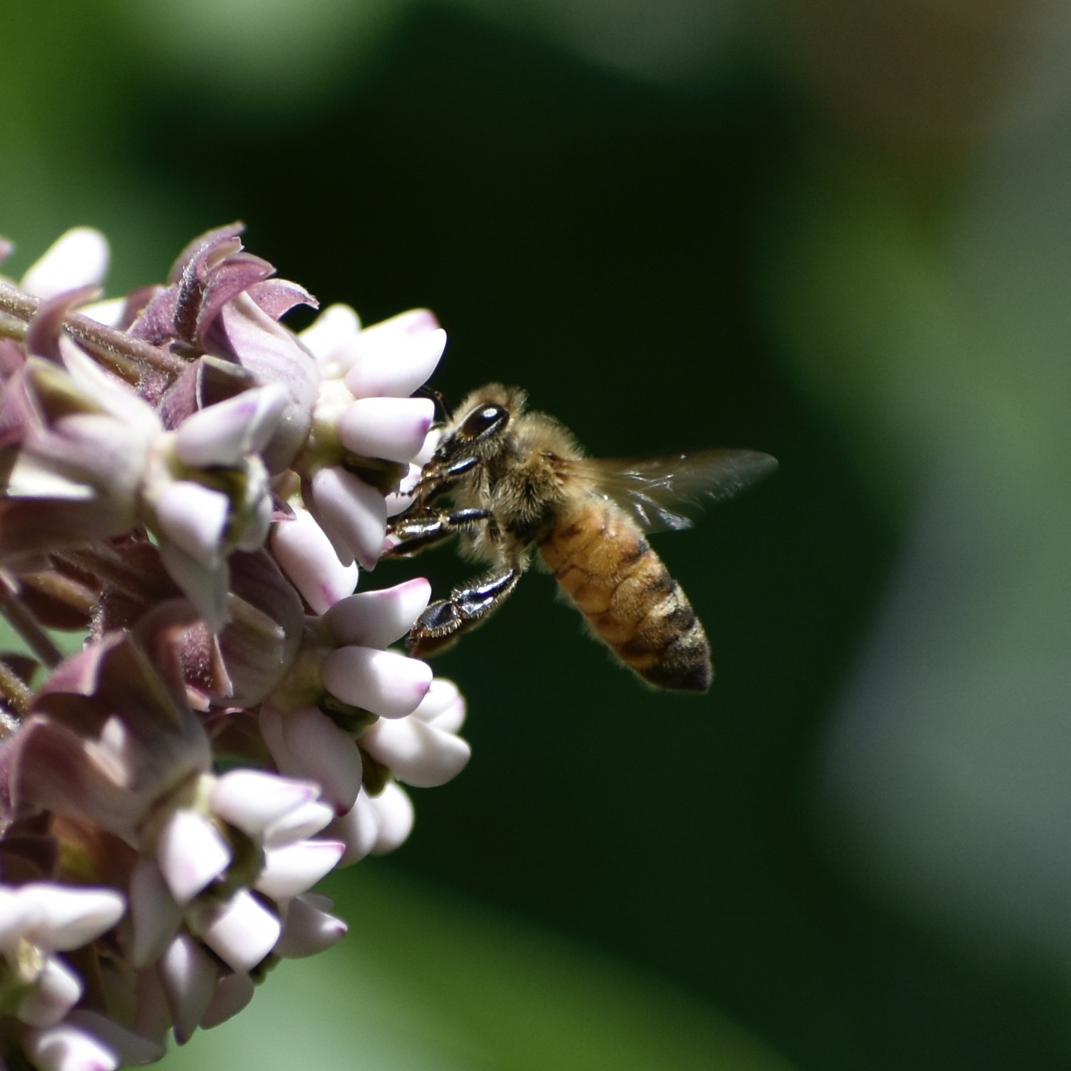 Neonics poison pollen and nectar that bees and other pollinators ingest.  BRENDAN J. O'REILLY