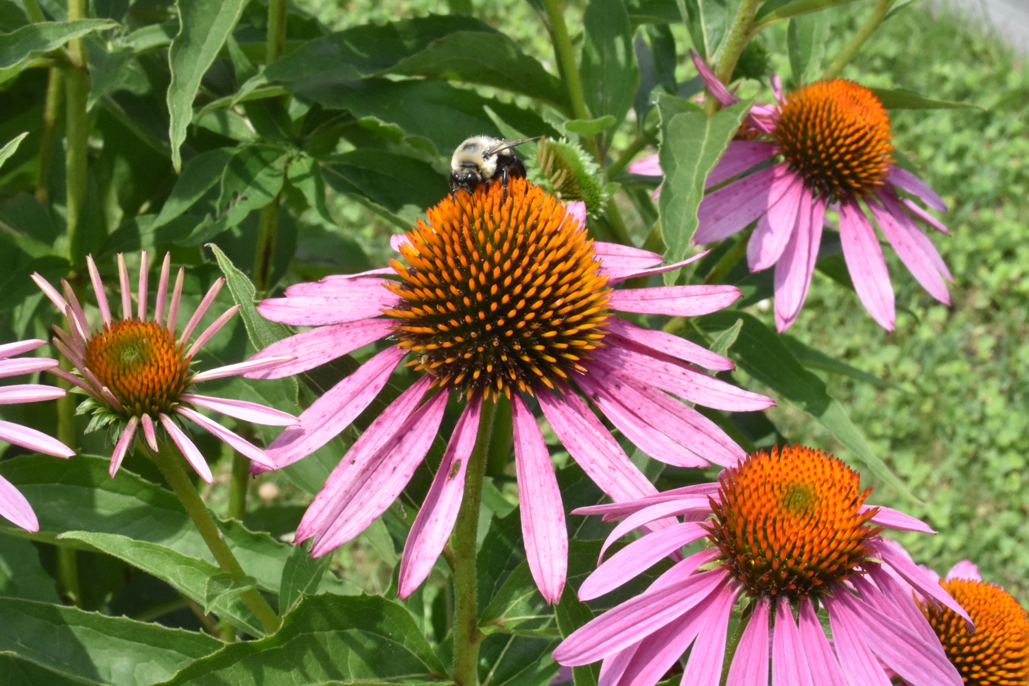 Neonics poison pollen and nectar that bees and other pollinators ingest.  BRENDAN J. O'REILLY