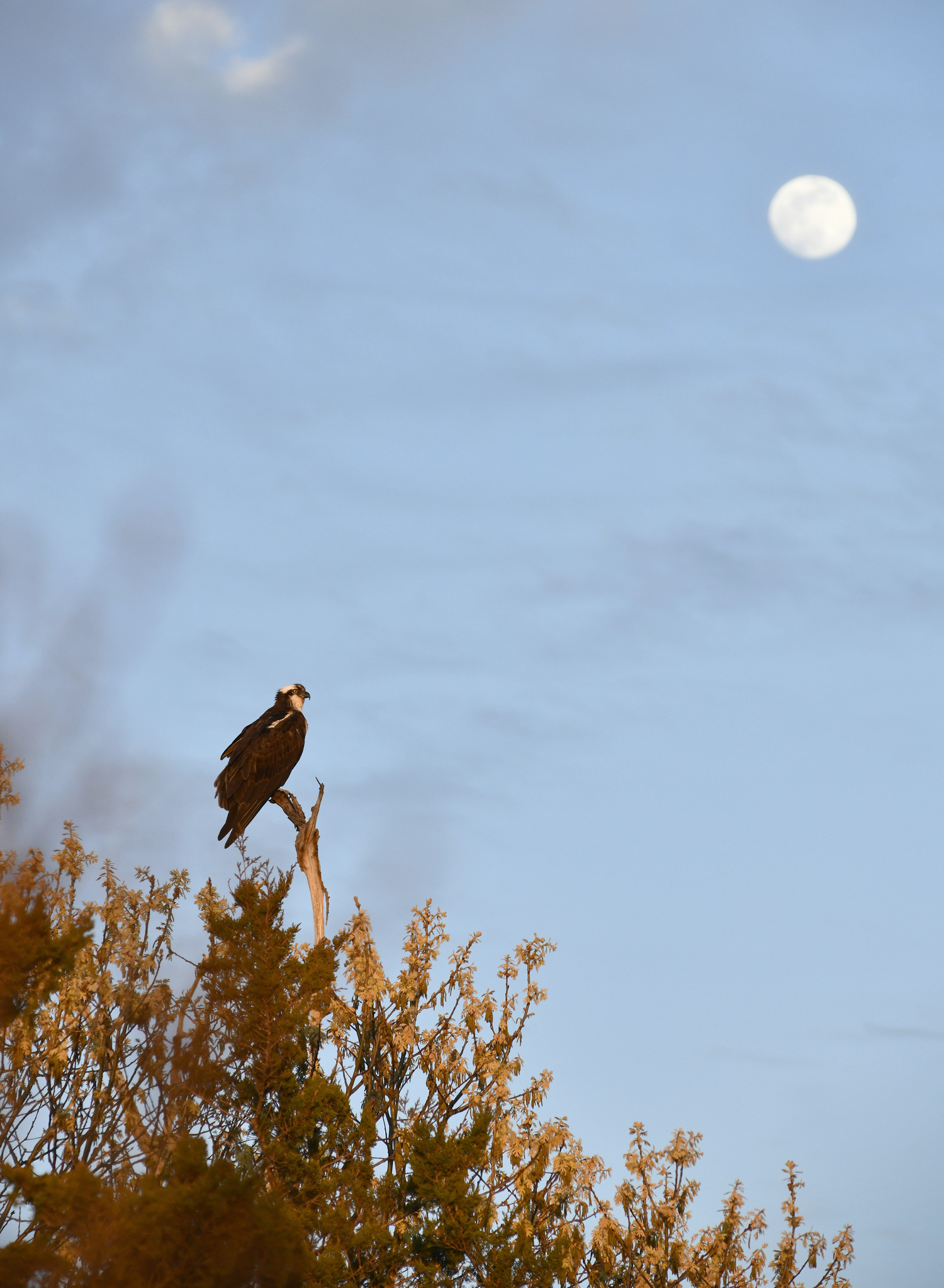 Osprey are returning to the East End.  DANA SHAW