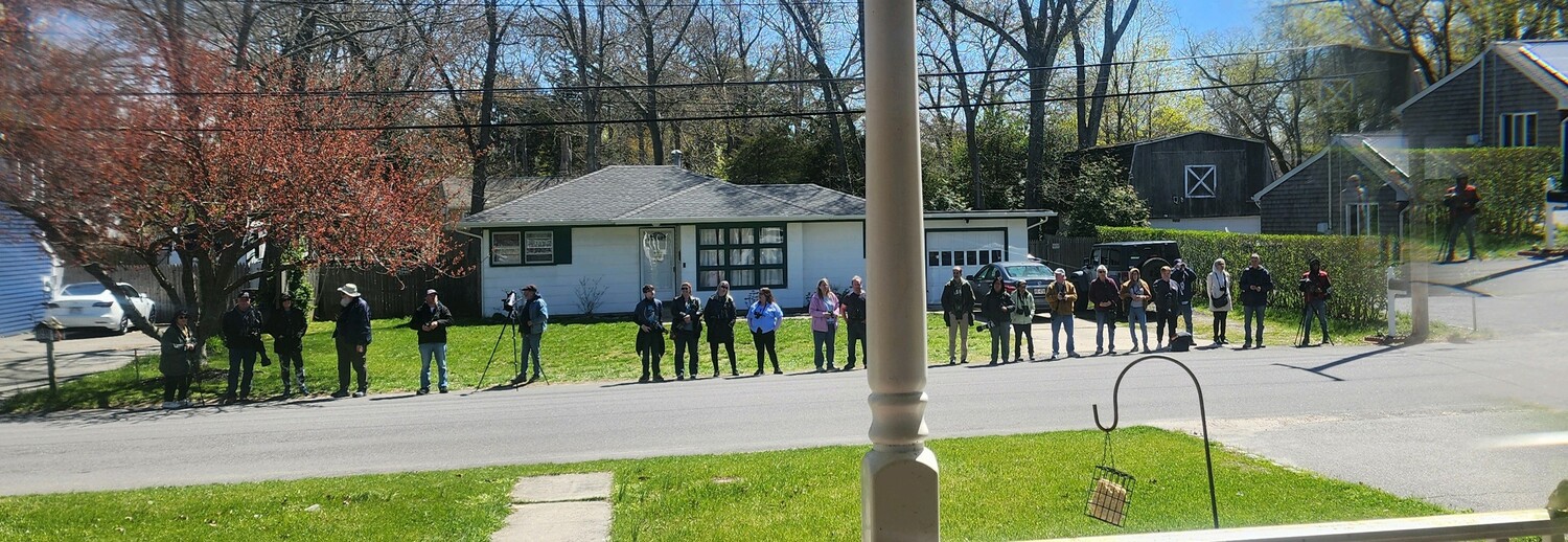 Crowds gathered outside Meigan Madden Rocco's home in Flanders, eager to catch a glimpse of the rare Lazuli Bunting that has been showing up to her Bird feeder the last few days.