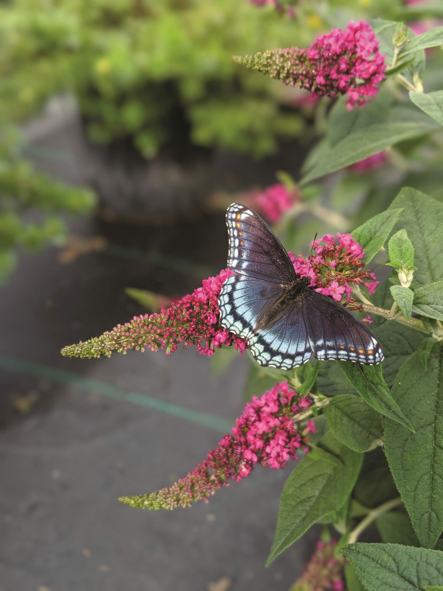 This Buddleia is 