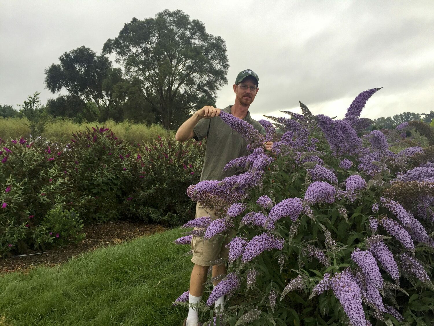 Buddleia 