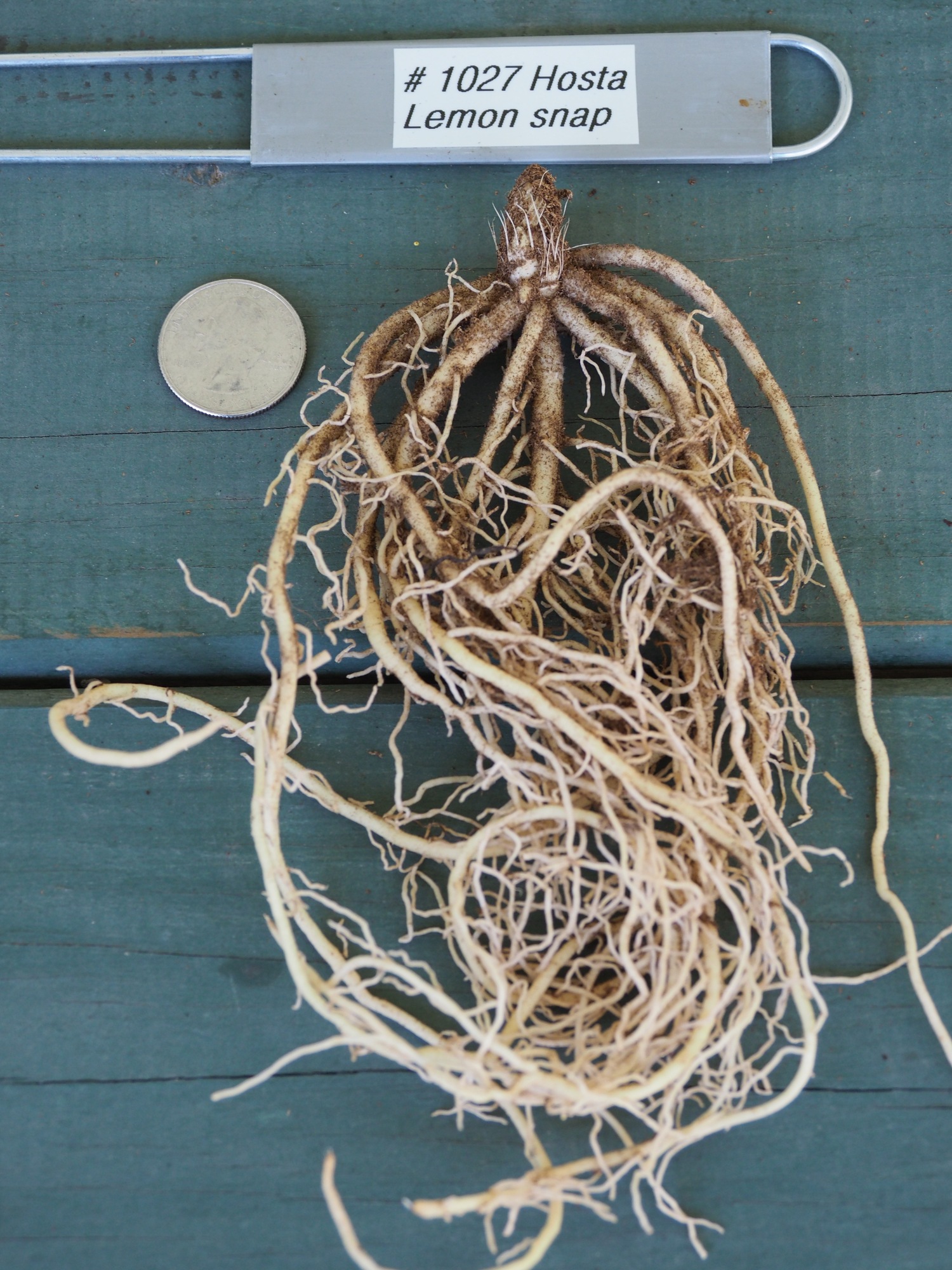 This is what a bare-root Hosta looks like. About $22 with shipping from Roots & Rhizomes but $35 from a different vendor in a 4-inch pot. By the end of the summer you’d never know which was which, but with R&R if this is a Dutch import you never know what it really is until it matures. ANDREW MESSINGER