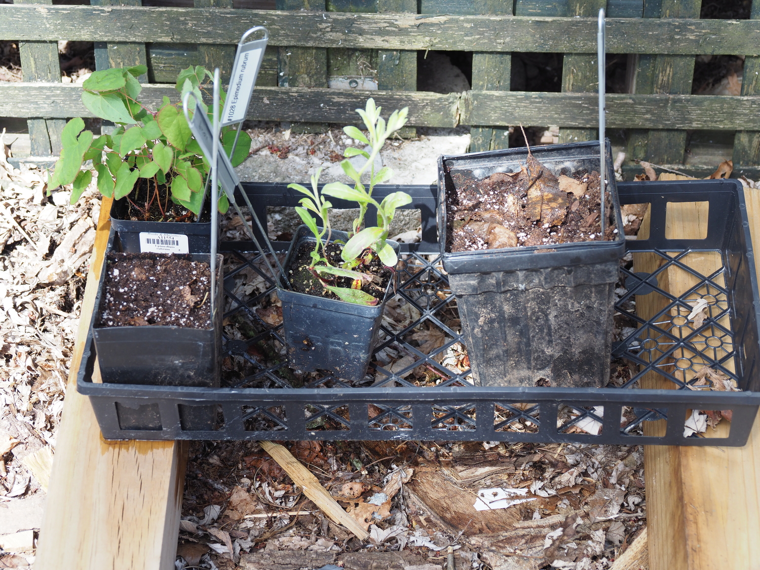 Early arrivals get potted, tagged and set in an open flat atop 4-by-4 lumber.  Keeping the plants off the ground aids in drainage and keeps the slugs at bay.  These plants are under a roof overhang to prevent rainy washouts and they get several hours of morning sun.  The new Hosta is in the pot on the right with the crown just at the soil surface and the roots reaching to the pot bottom. The Epimedium (which arrived potted) on the left will be planted shortly, the others later in the season. ANDREW MESSINGER