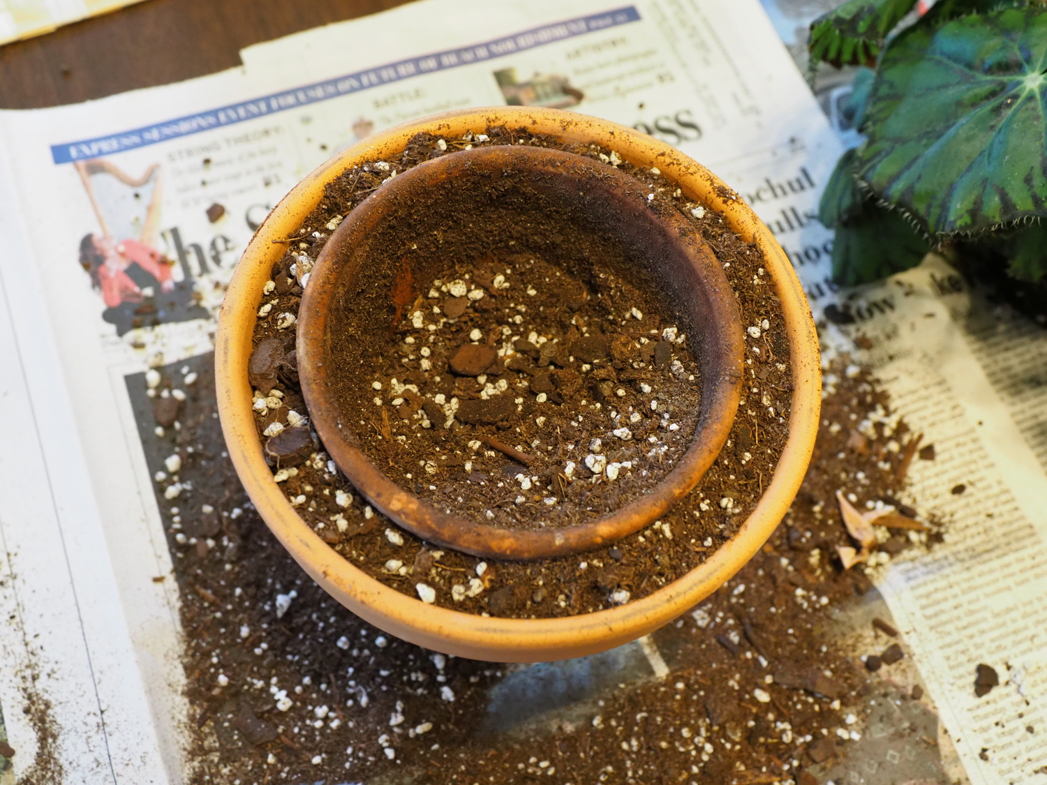 With the space filled between the two pots and very gently tamped, the old pot in the center can be removed leaving  a perfect template for the root ball of the Begonia to be set into.  ANDREW MESSINGER