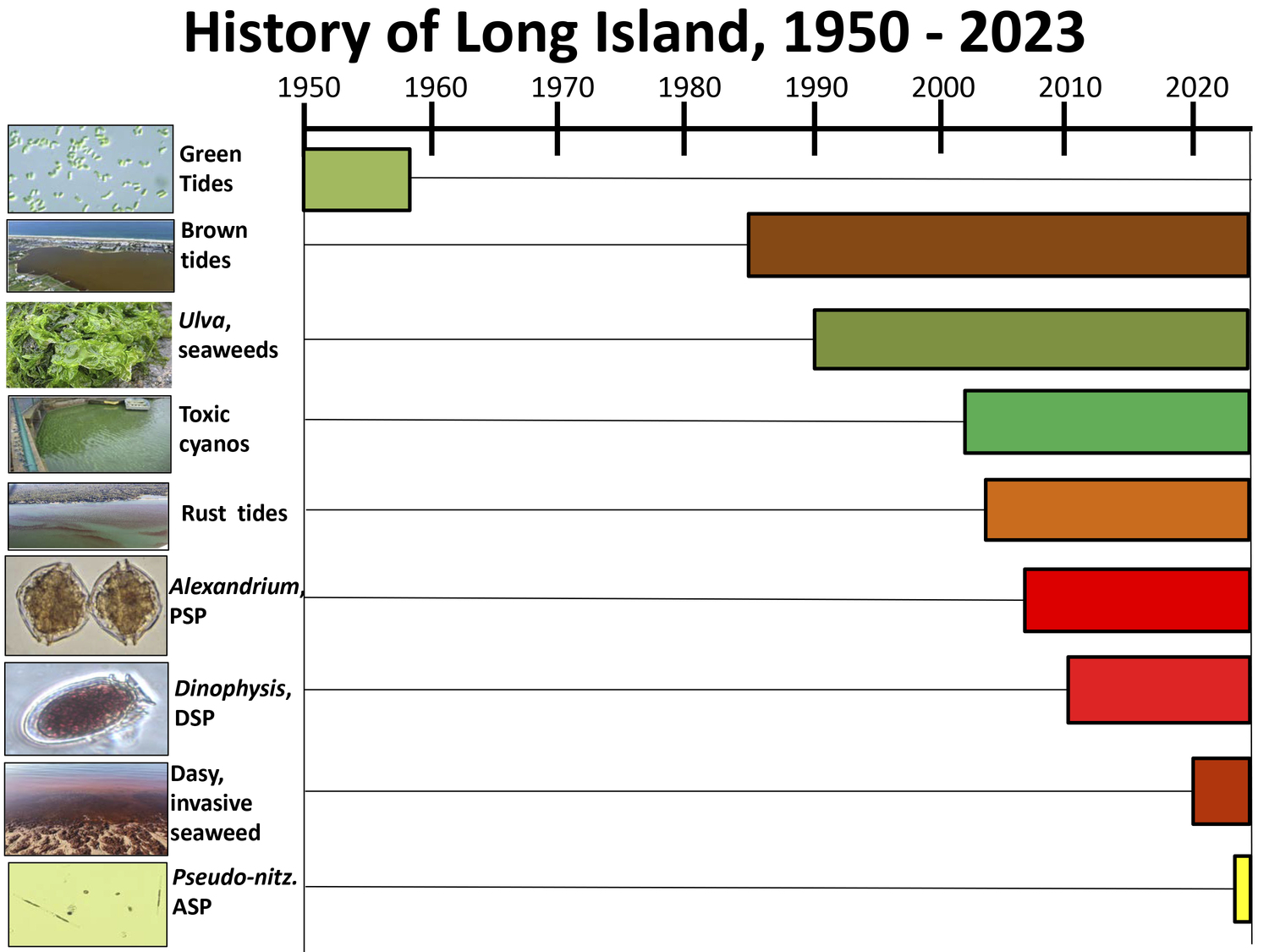 Over the decades, as nitrogen levels have climbed and waters have warmed, the number of different harmful algae species blooming in local bays has grown. COURTESY OF THE GOBLER LAB