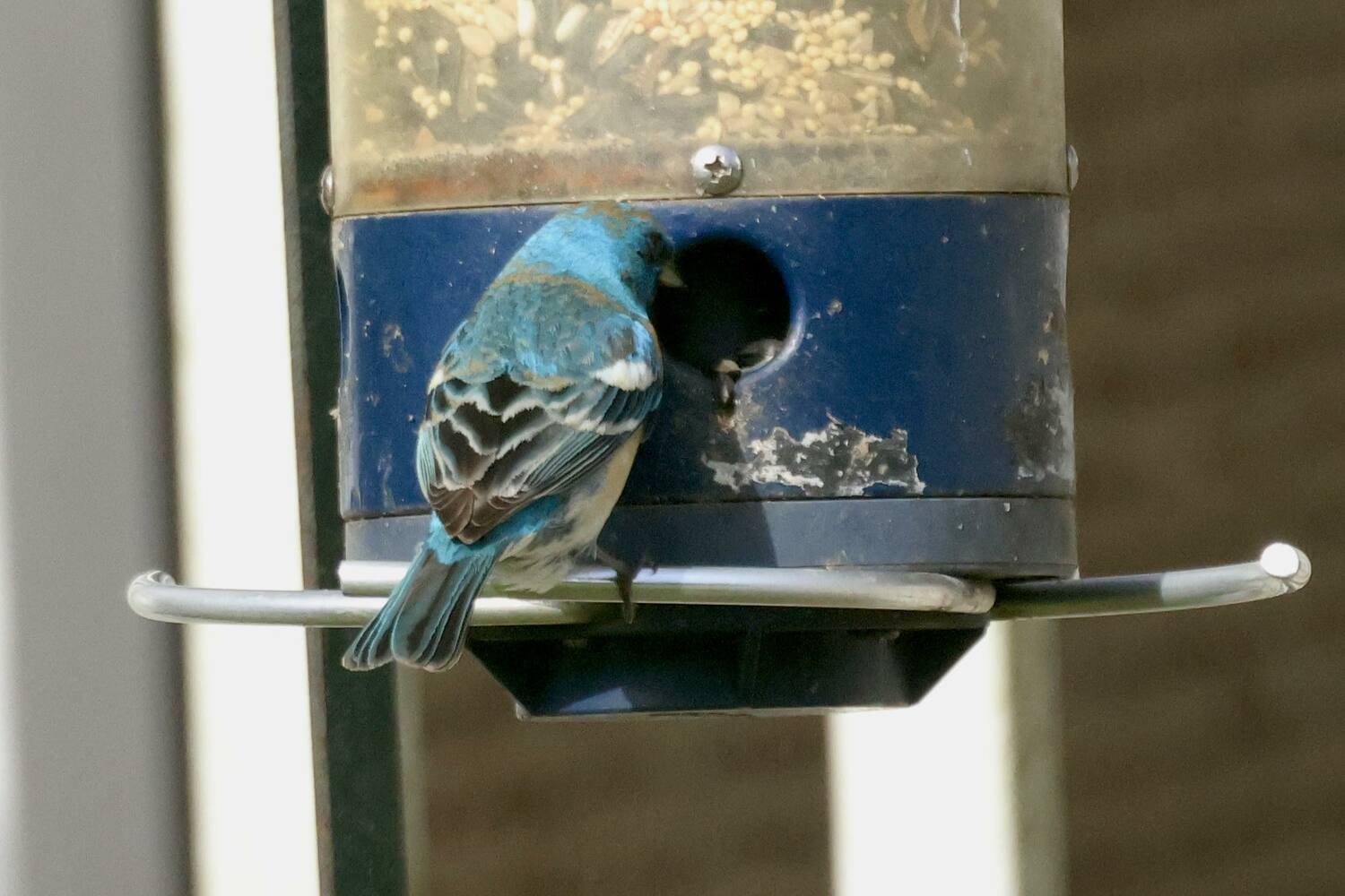 A Lazuli Bunting, a bird normally only seen out west, has been showing up to the bird feeder at Meigan Madden Rocco's home in Flanders for several days. It has drawn hundreds of birders to her home. She and her family have affectionately named the bird 