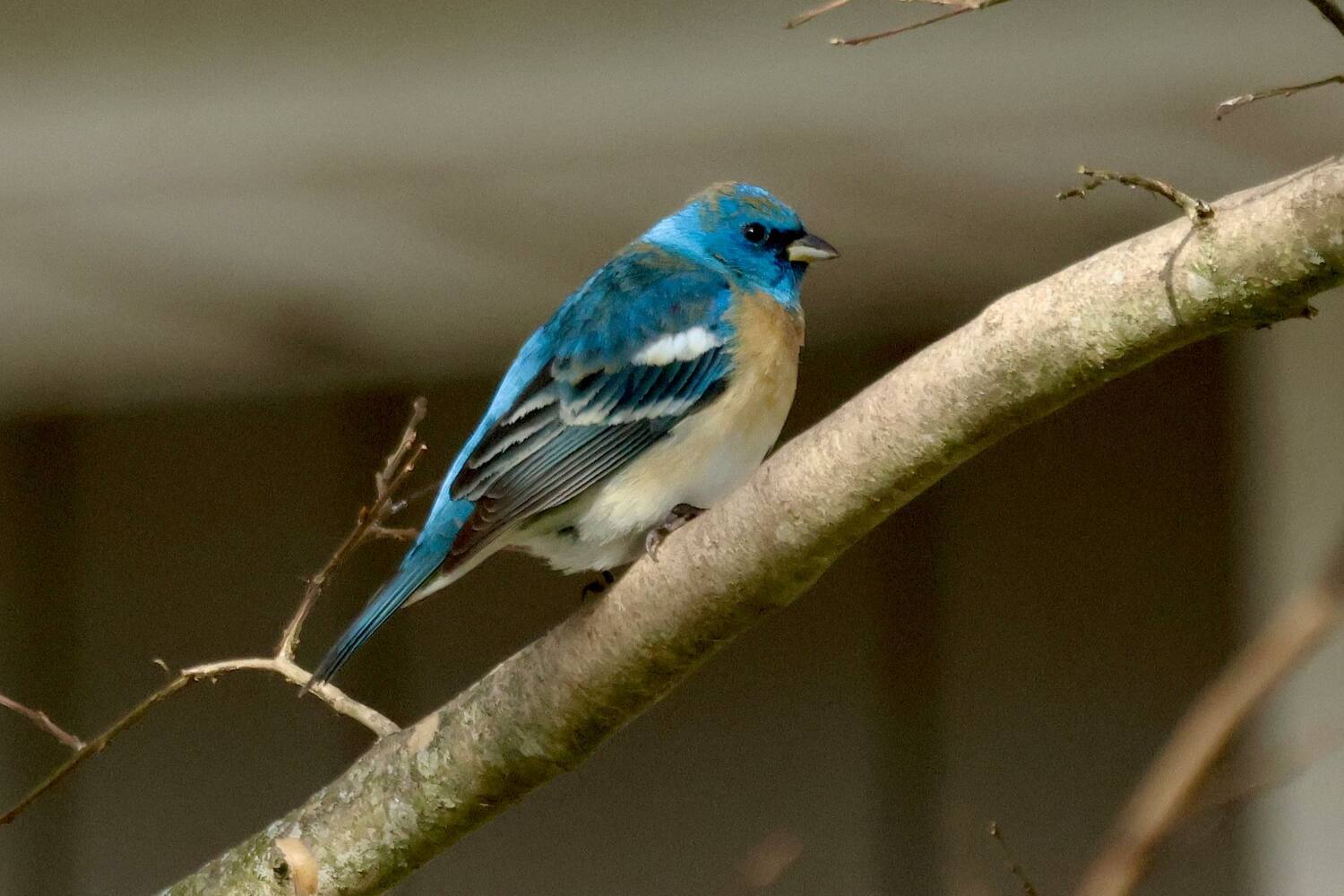 A Lazuli Bunting, a bird normally only seen out west, has been showing up to the bird feeder at Meigan Madden Rocco's home in Flanders for several days. It has drawn hundreds of birders to her home. She and her family have affectionately named the bird 