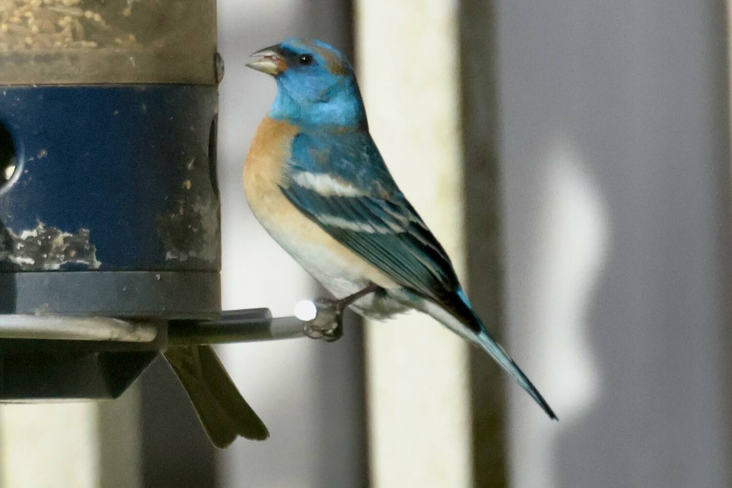 A Lazuli Bunting, a bird normally only seen out west, has been showing up to the bird feeder at Meigan Madden Rocco's home in Flanders for several days. It has drawn hundreds of birders to her home. She and her family have affectionately named the bird 