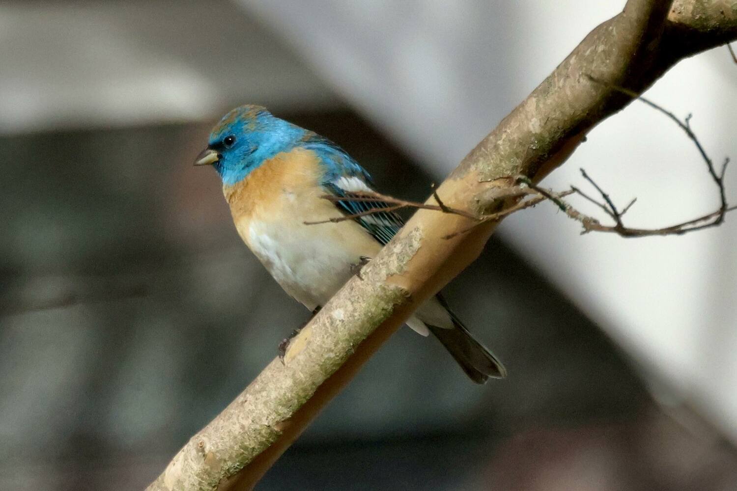 A Lazuli Bunting, a bird normally only seen out west, has been showing up to the bird feeder at Meigan Madden Rocco's home in Flanders for several days. It has drawn hundreds of birders to her home. She and her family have affectionately named the bird 