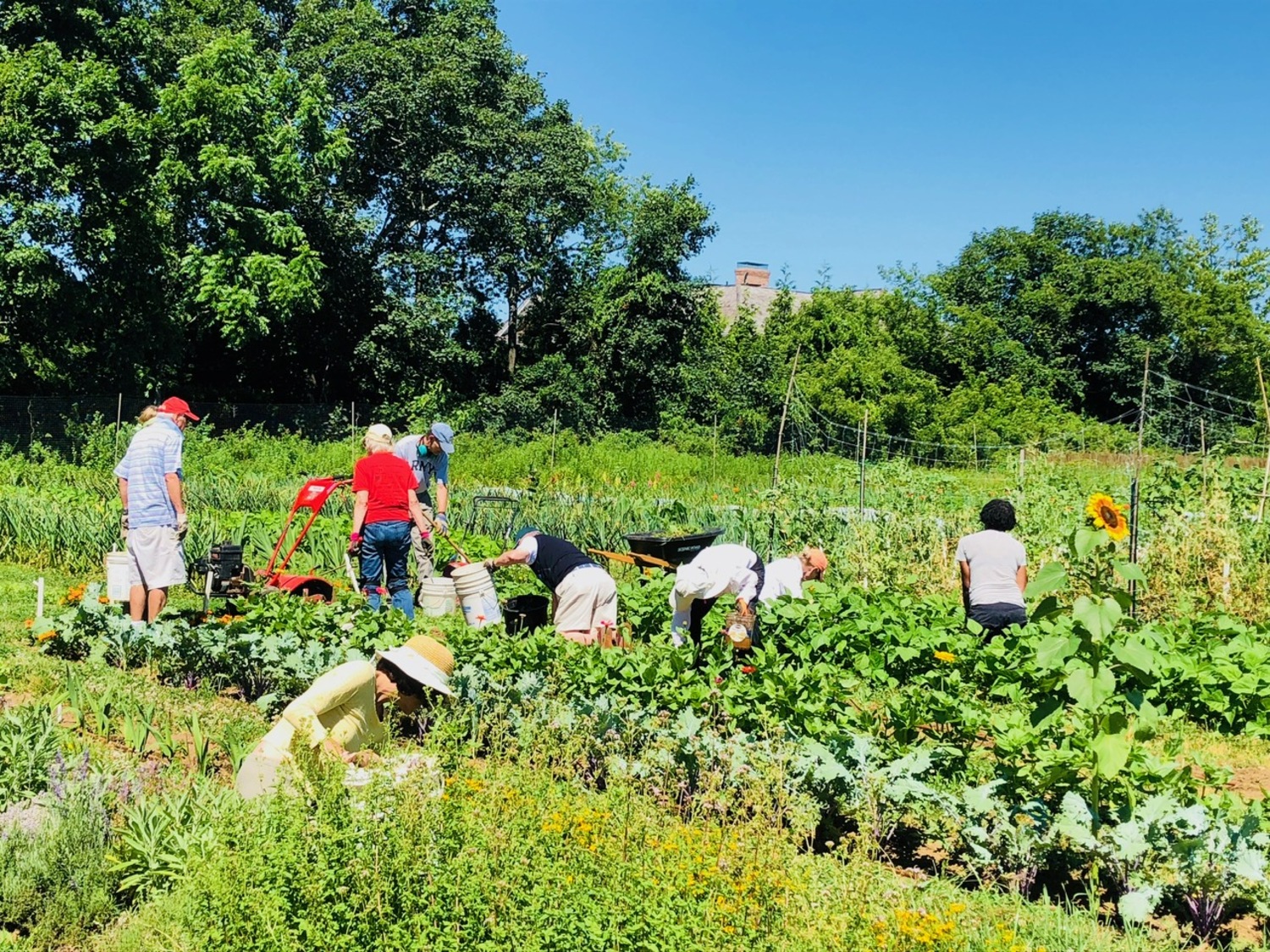 Community gardens like the Good Shepherd Farm in Bridgehampton offer the perfect mix of exercise, fresh seasonal food, saving money and helping support wildlife. COURTESY GOOD SHEPHERD FARM