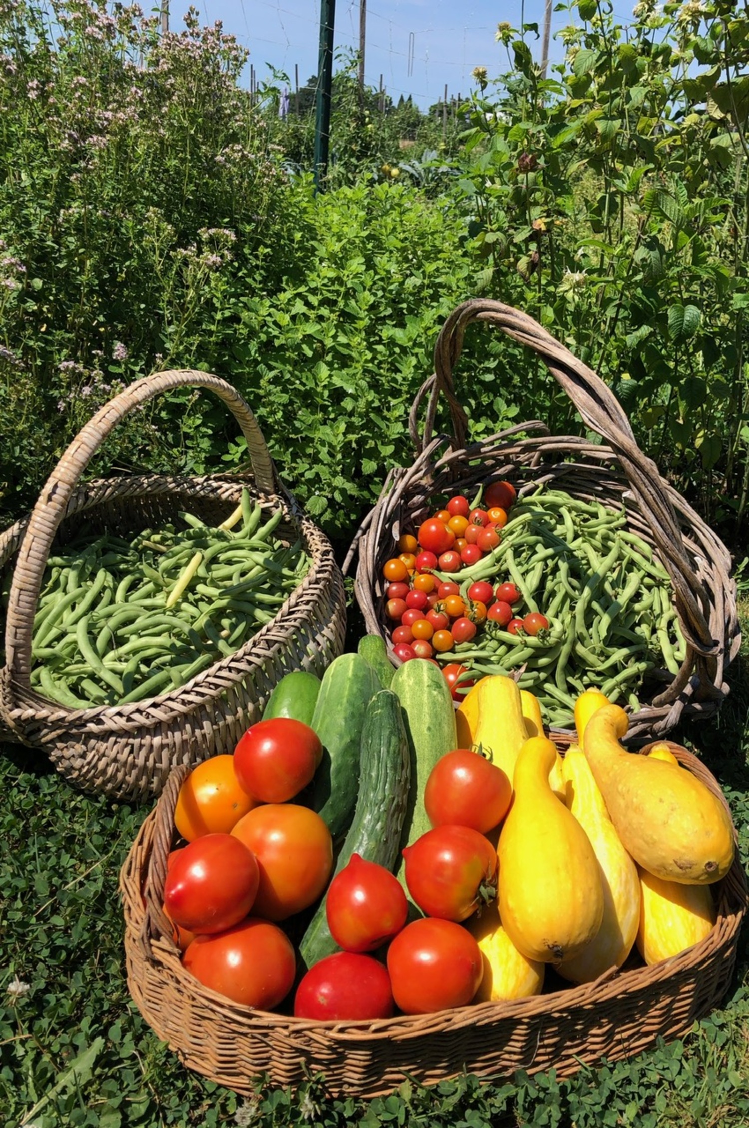 A wide variety of vegetables and herbs is key to good health and getting creative in the kitchen. COURTESY GOOD SHEPHERD FARM