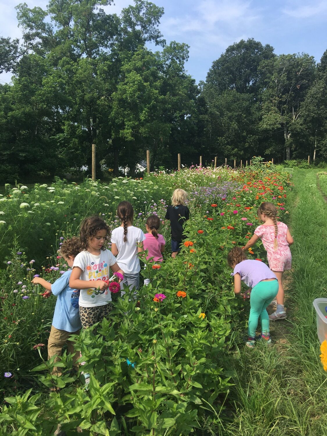 Some CSAs, like the one at Sylvester Manor, let young members pick their own flowers and produce. COURTESY SYLVESTER MANOR