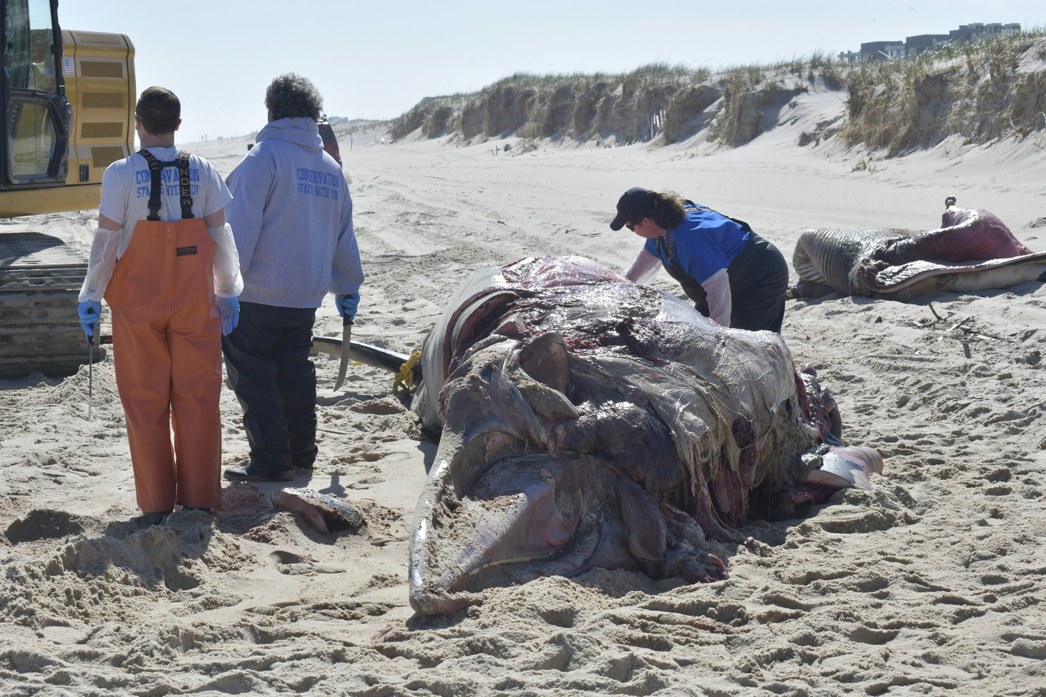 A team from AMSEAS  performs an necropsy on a minke whale that washed up on Mecox Beach in Bridgehampton on Wednesday.  DANA SHAW