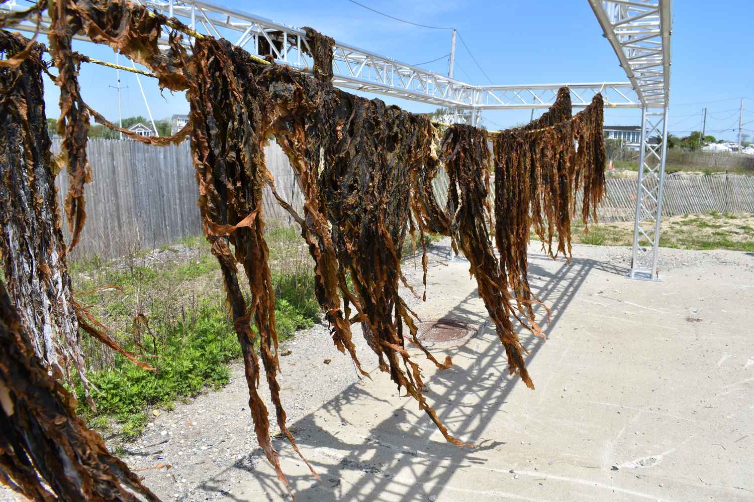 The first permitted commercial kelp harvest in New York State drying on Brookhaven Town property in Mastic Beach.  BRENDAN J. O'REILLY