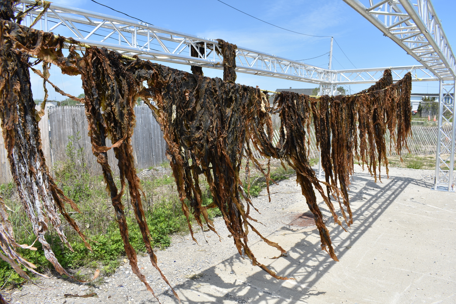 The first permitted commercial kelp harvest in New York State drying on Brookhaven Town property in Mastic Beach.  BRENDAN J. O'REILLY