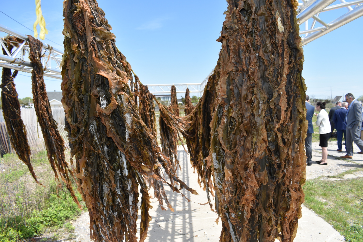 The first permitted commercial kelp harvest in New York State drying on Brookhaven Town property in Mastic Beach.  BRENDAN J. O'REILLY