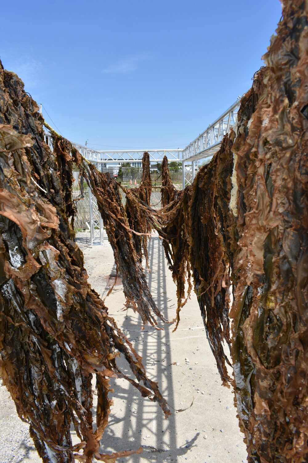 The first permitted commercial kelp harvest in New York State drying on Brookhaven Town property in Mastic Beach.  BRENDAN J. O'REILLY