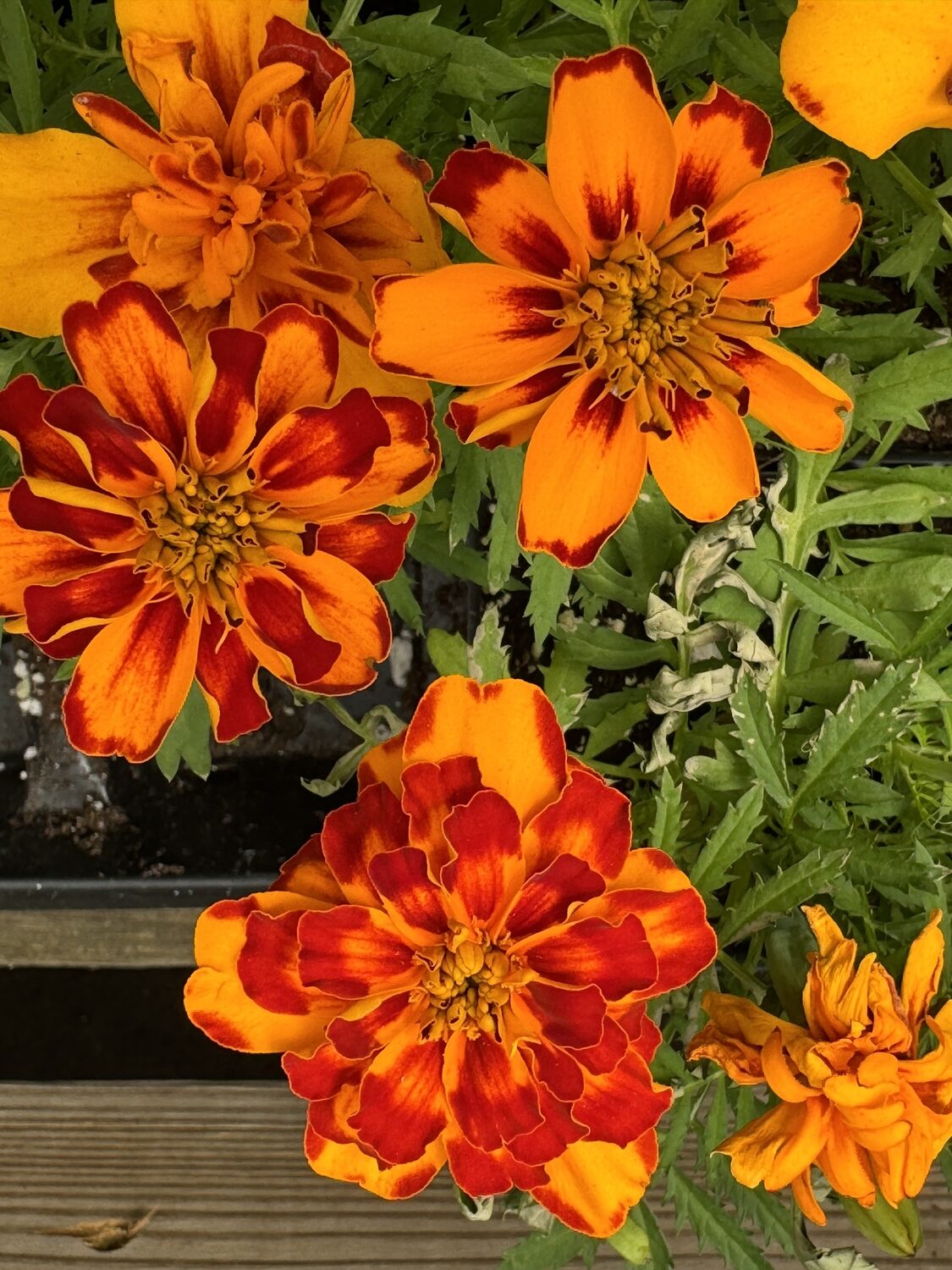 Marigold Bonanza Bolero was a 1999 All-America Selections bedding plant winner and remains very popular. It has an irregular gold and red design, and the pattern is rarely repeated. A French-type marigold, it requires no deadheading and grows from 8 to 12 inches tall. Great for containers. ANDREW MESSINGER