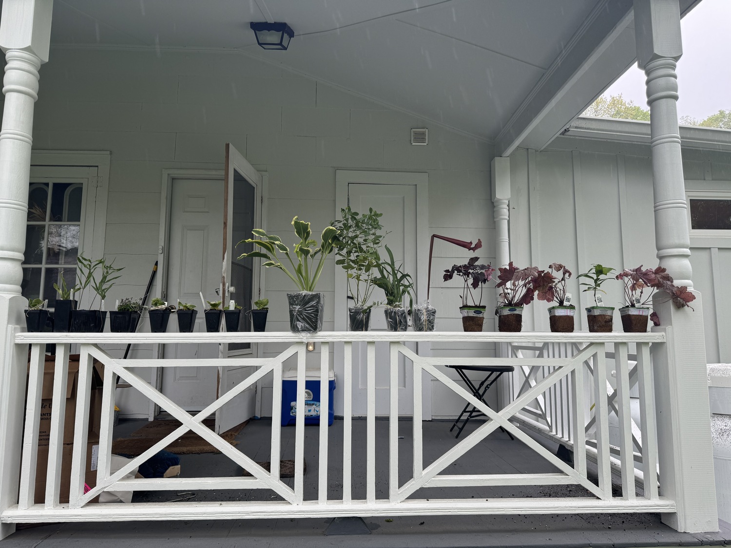 The Hampton Gardener’s back porch, otherwise known as the unpacking porch. Only a few of these specimens will get planted right away. The smaller ones will go into larger pots, grown on then installed in the gardens. By repotting and later planting the plants don’t get lost or unintentionally ignored in the gardens. The result is better placement of larger plants able to fend for themselves. ANDREW MESSINGER