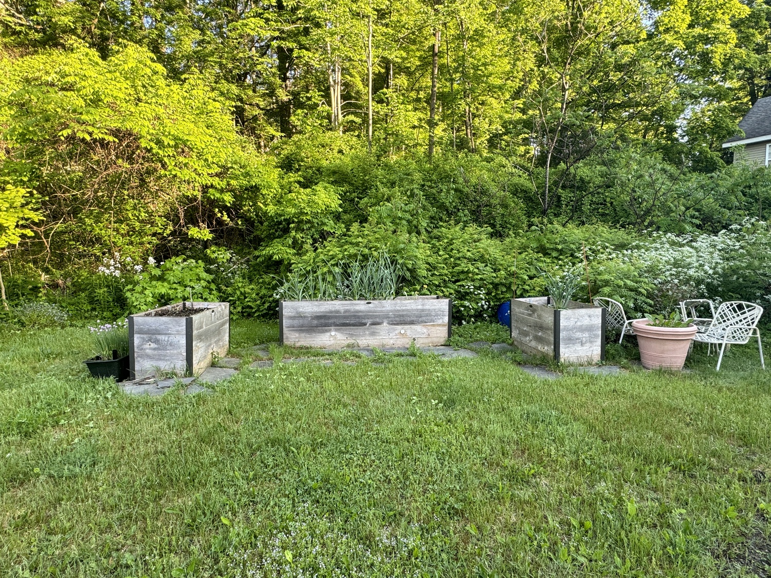 These wooden planters were built from a kit by an older gardener who can no longer bend to do gardening. They can handle everything from tomatoes to peppers and even cucumbers. The center planter is this year’s garlic crop and will be replanted when the garlic is harvested. Plastic trays (inserts) hold about 14 inches of soil. ANDREW MESSINGER