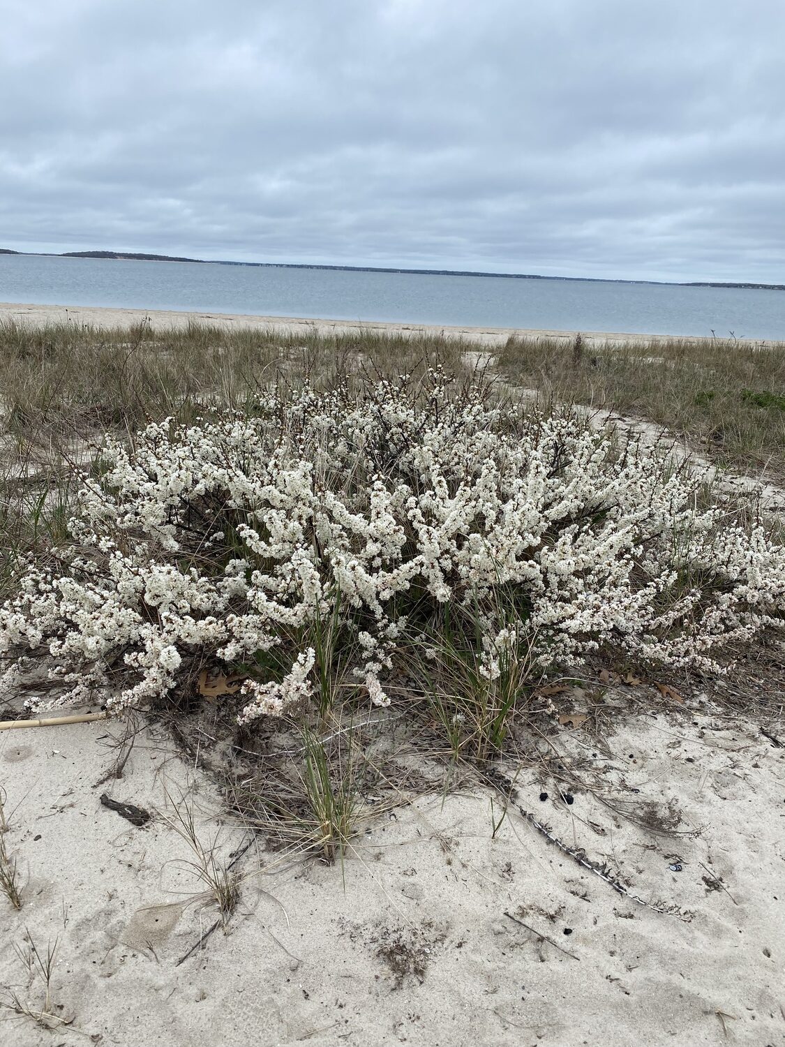 Beach plums are in full bloom.   COURTESY SUE DANIELS