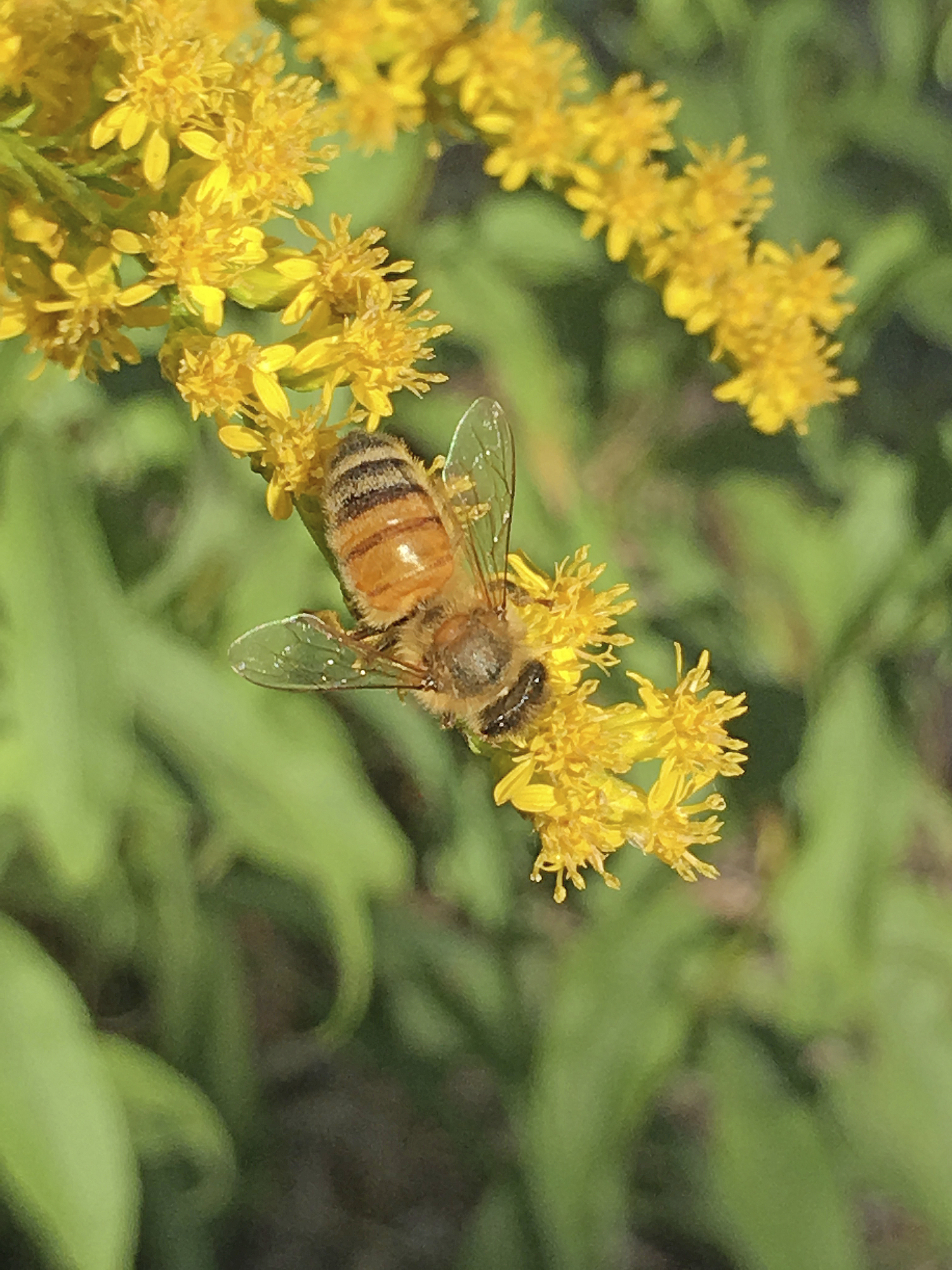 Bees  and flowers communicate through electromagnetic fields.  DANA SHAW