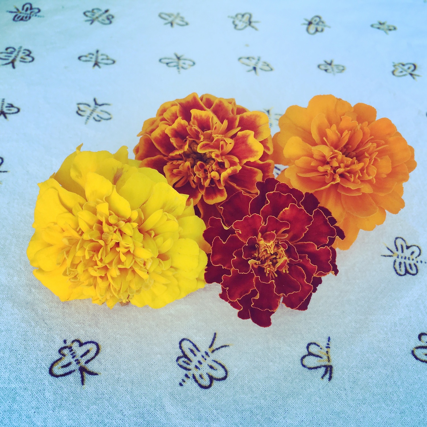 Marigolds.  BRENDAN J. O'REILLY