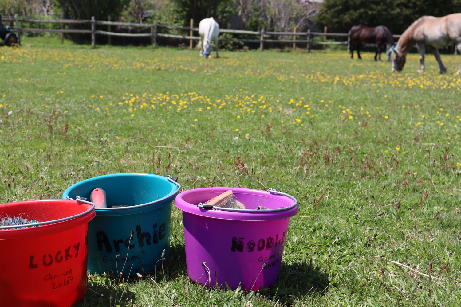 Noodles, Lucky and Archie are the CTREE therapy horses used in the program. They enjoy some grass in the field at Topping Riding Club in Sagaponack before being groomed by the women who come for the class on Mondays. CAILIN RILEY