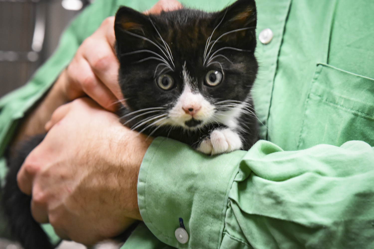 Buster the kitten.            Kristin L. Gray Photography