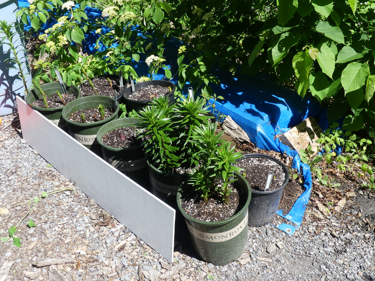 My experiment with potted lily bulbs. The pots are wide and deep, and the sheet of cement board (white) in front keeps the sun from hitting the front pots for part of the day keeping them cooler and resulting in happier lilies and less watering. The pots will still need watering nearly every sunny day, but once planted, rarely.   ANDREW MESSINGER