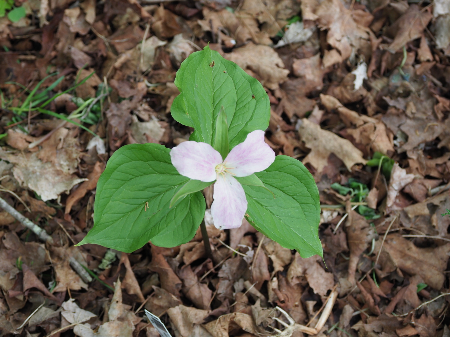 This is a Trillium grandifolium 