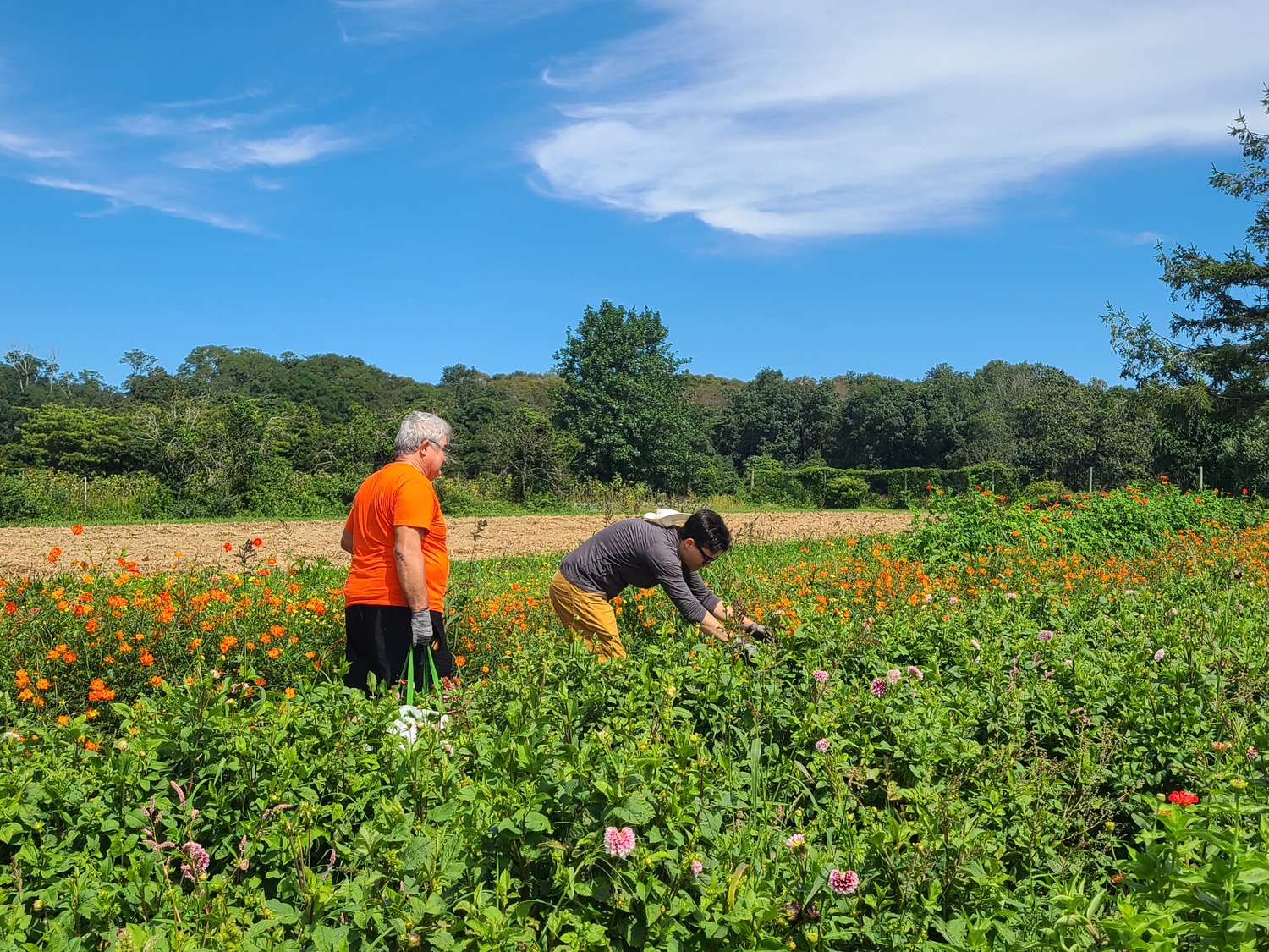 Picking flowers at Quail Hill Farm in Amagansett. COURTESY PECONIC LAND TRUST