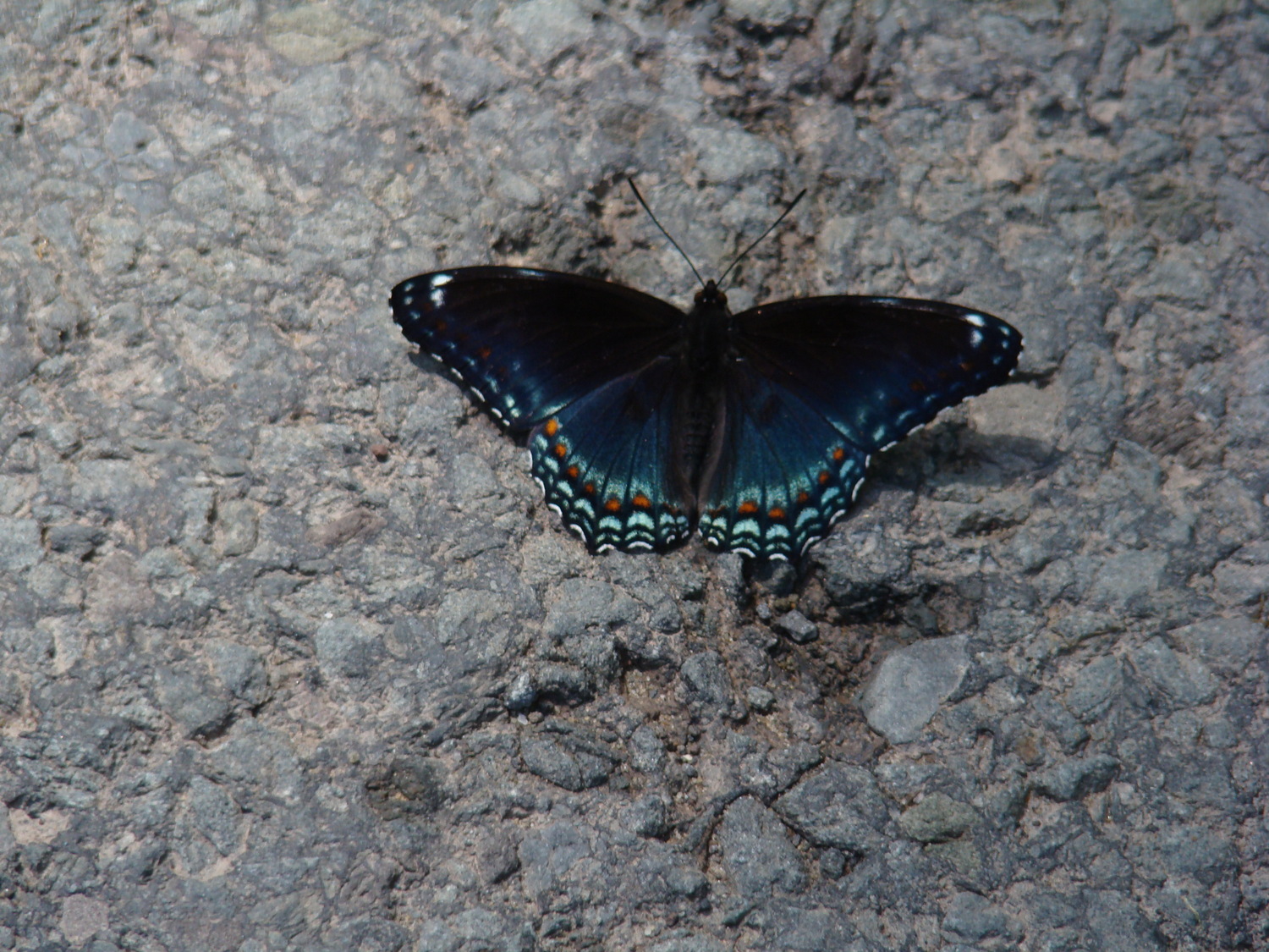 Probably a red spotted purple resting on an item #4 stone driveway. The butterfly is able to extract needed minerals that are dissolved by dew and rain on the driveway stone. ANDREW MESSINGER