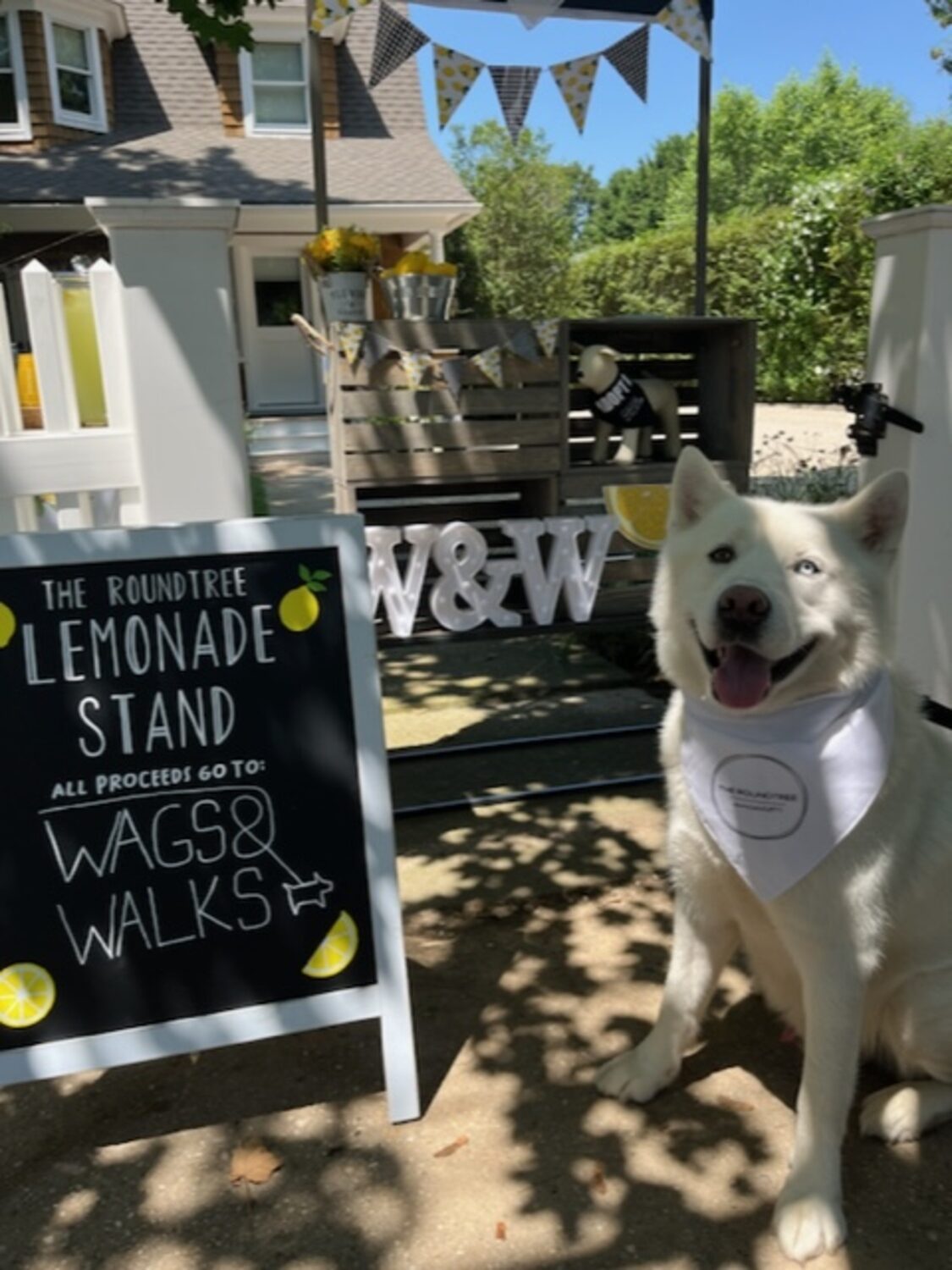 Wags and Walks is returning to the area for the second year in a row, with several adoption events planned. The organization adopted out 25 dogs last year and is looking to double that number this summer. COURTESY WAGS AND WALKS