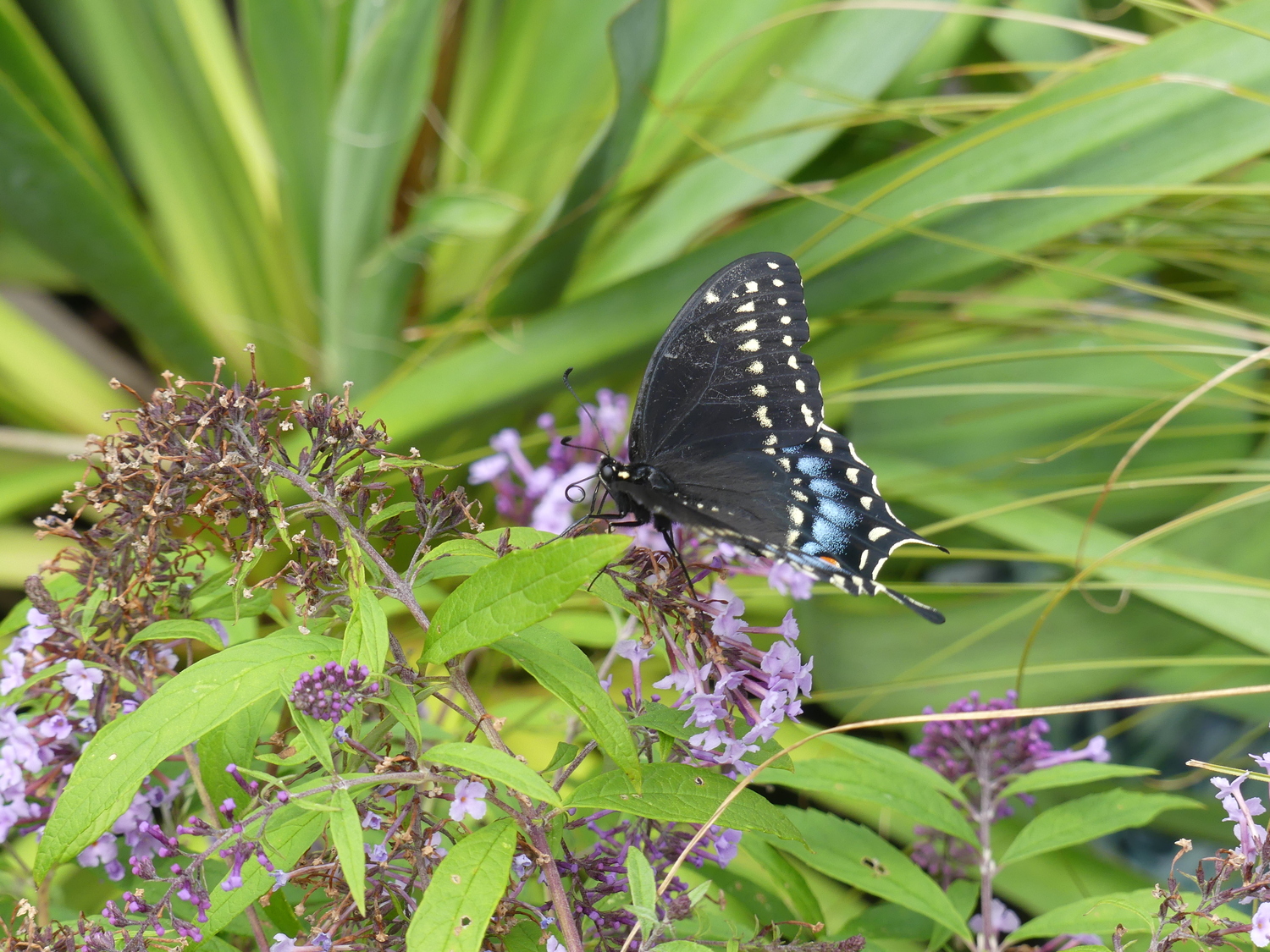 While there are several swallowtails this one is a female black swallowtail. They
are attracted to butterfly bush, Joe Pye weed, milkweed, Phlox and ironweed. ANDREW MESSINGER