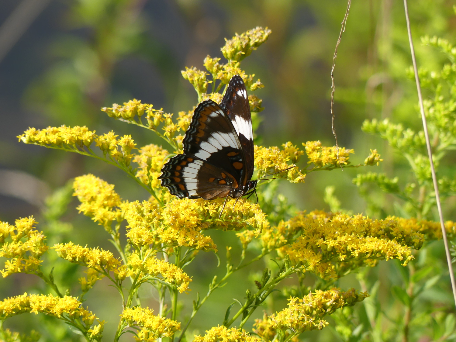 A white admiral butterfly feeding on the nectar from a common goldenrod. ANDREW MESSINGER