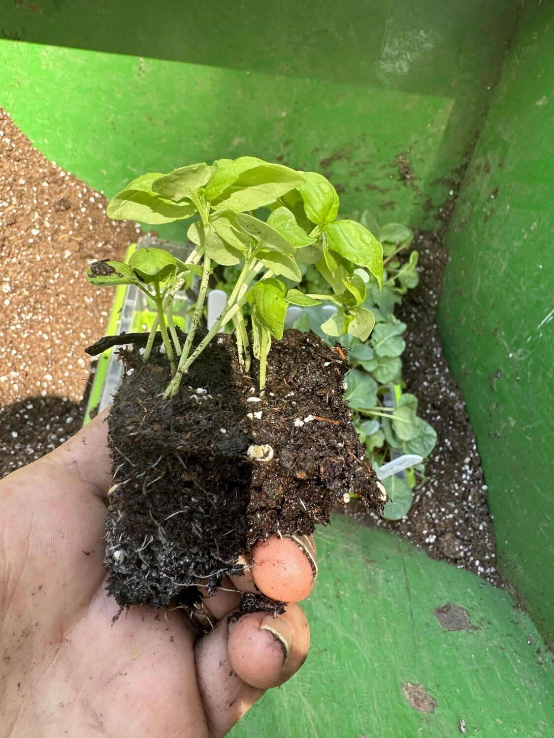 Several basil seedlings extracted from a 1-inch cell. The seedlings were grown under new LED lighting. ANDREW MESSINGER